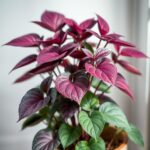 10 Stunning House Plants with Purple Leaves to Brighten Your Home Decor