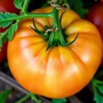 Are Grosse Lisse Tomatoes Determinate or Indeterminate? Discover the Truth Behind This Popular Variety!