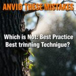 Avoid These Mistakes: Which is Not a Best Practice Tree Trimming Technique?