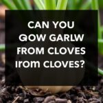 Can You Grow Garlic from Cloves? A Complete Guide for Successful Cultivation