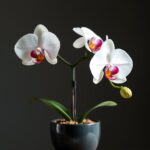 Care Tips for the Beautiful White Phalaenopsis Orchid Plant: A Complete Guide