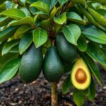 Complete Guide: How Do You Plant Avocado Trees for Maximum Growth