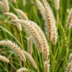 Comprehensive Guide to the Australian Native Grasses List: Diverse Varieties for Every Garden