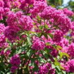 Discover How Tall Does Crape Myrtle Grow: Complete Guide to Its Height and Care