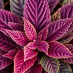 Discover Stunning Purple Leaved Plants Australia: Your Guide to Unique Foliage Choices