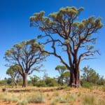 Discover the Beauty and Benefits of Northern Territory Native Trees: A Comprehensive Guide
