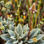 Discover the Beauty and Benefits of Western Australia Native Plants for Your Garden