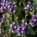 Discover the Beauty of Small Purple Flowers Australia: Top Varieties and Care Tips