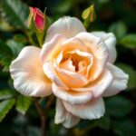 Discover the Beauty of the Rose Society of South Australia: A Guide to Growing and Caring for Roses