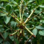 Discover the Benefits and Uses of Moringa Oleifera Drumstick Tree for Health and Wellness