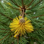 Discover the Best Deals on Wollemi Pine for Sale Australia - Rare Tree for Your Garden