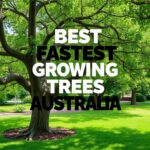 Discover the Best Fastest Growing Trees Australia: A Guide for Homeowners and Landscaping Enthusiasts