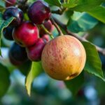 Discover the Best Fertilizer for Fruit Trees: A Comprehensive Guide