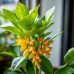 Discover the Best Ginger Plants for Sale Bunnings: A Complete Buying Guide