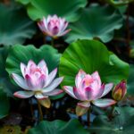 Discover the Best Lotus Plants for Sale Australia: Your Guide to Beautiful Aquatic Gardens