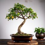 Discover the Best Places: Where Can You Buy a Bonsai Tree?