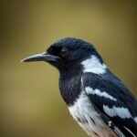 Discover the Fascinating Black and White Bird Australia: Habitat, Behavior, and Identification Guide