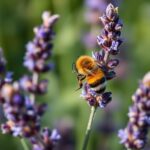 Discover the Truth: Do Lavender Plants Attract Bees?