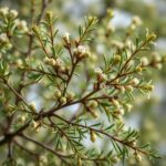 Discover the Unique Characteristics and Benefits of Agonis Flexuosa - Willow Myrtle