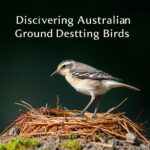 Discovering Australian Ground Nesting Birds: Habitats, Behavior, and Conservation Efforts