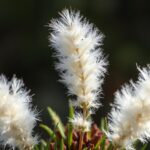 Discovering Nature: What is the White Fluffy Plant? Facts, Uses, and Tips