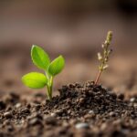 Discovering Nature's Artistry: What is a Poetic Word for Soil?