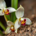 Discovering the Beauty of Australian Native Rock Orchids: Care Tips and Growing Guide