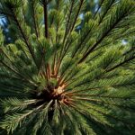 Discovering What Adaptations Have Helped the Wollemi Pine Survive Through Time