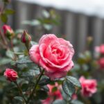 Effective Rose Bush Black Spot Treatment: Tips and Solutions for Healthy Roses