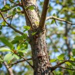 Effective Strategies for Tree Borers Treatment Australia: Protect Your Trees Today