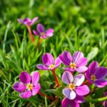 Effective Strategies: What Kills Oxalis But Not Grass for a Healthy Lawn