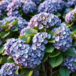 Essential Care Tips for Hydrangeas in Winter Australia: Ensuring Blooming Success