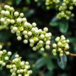 Everything You Need to Know About Ligustrum Lucidum Glossy Privet: Care, Uses, and Benefits
