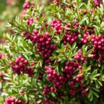 Everything You Need to Know About Ligustrum Vulgare Common Privet: Care, Benefits, and Uses