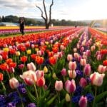 Experience the Beauty of the Tulip Festival Wynyard Tasmania: A Must-Visit Event