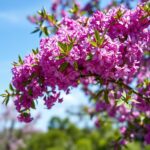 Exploring the Beauty of the Purple Flowering Tree Australia: A Guide to Types and Care