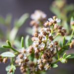 Exploring the Benefits and Uses of Lemon Verbena Aloysia Citrodora for Aromatherapy and Home Remedies