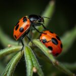 Exploring the Different Types of Lady Beetles: A Comprehensive Guide