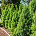 Fast Growing Conifers Australia: The Best Options for Quick Privacy and Fast Growth