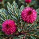 Find the Best Waratah Plants for Sale Near Me: Local Options for Gorgeous Blooms