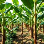 How Close to Plant Banana Trees: Essential Tips for Optimal Spacing