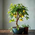 How Do I Perk Up My Money Tree? Essential Tips for Thriving Plants