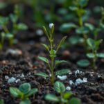 How Much Salt Do You Need to Stop Weeds from Growing? Effective Tips for a Weed-Free Garden