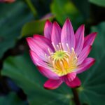 How Often to Water Lilly Pilly: Essential Tips for Optimal Growth