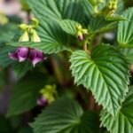 How to Care for Acanthus Bear's Breeches Plants: A Complete Guide