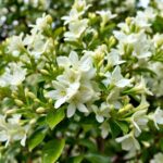 How to Care for Crepe Myrtle with White Flowers: Tips and Benefits