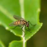 How to Identify and Eliminate Very Small Flying Bugs in House: A Comprehensive Guide