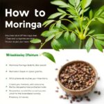 How to Plant Moringa Tree Seeds: A Step-by-Step Guide for Successful Growth