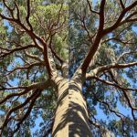 Is a Eucalyptus Tree a Gum Tree? Understanding the Key Differences and Similarities
