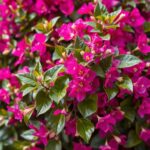 Is Bougainvillea a Messy Plant? Discover the Truth About Its Care and Maintenance